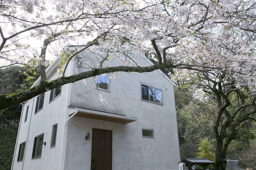 大きな桜の木を眺められる配置に
